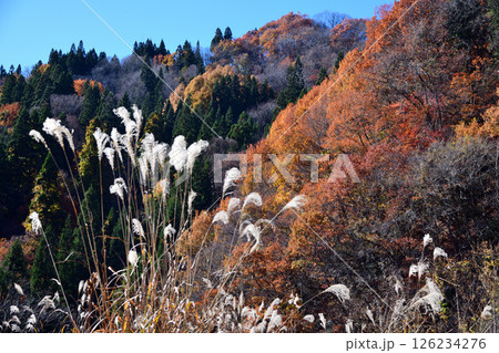 栂池高原の紅葉とススキ 126234276