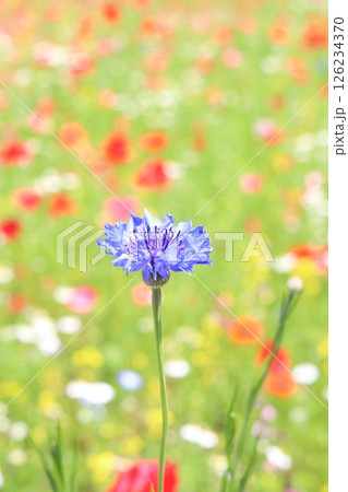 青い花 青い花 126234370