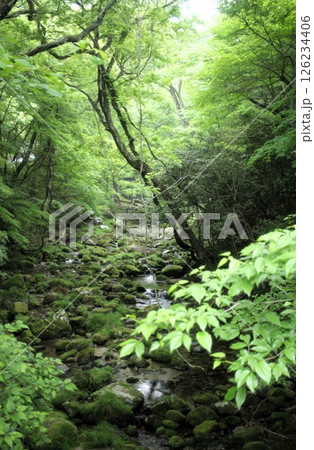苔むした新緑 苔むした新緑 126234406
