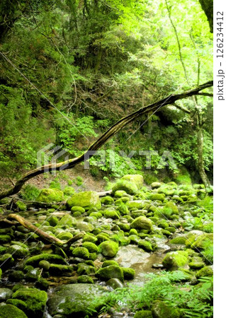 苔むした新緑 苔むした新緑 126234412
