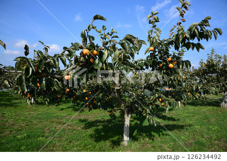 山形県鶴岡市果樹園の柿の木 山形県鶴岡市果樹園の柿の木 126234492