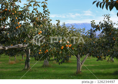 山形県鶴岡市 羽黒山と柿畑 126234497