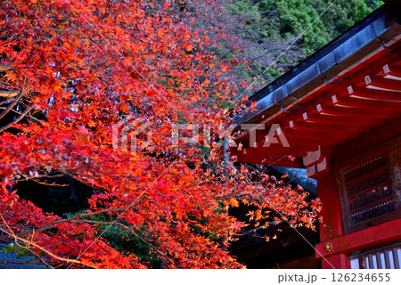 関東・紅葉の大山詣り・紅葉のライトアップに彩られた大山阿夫利神社のイメージ・神奈川県伊勢原市(1) 126234655