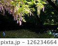 行けと藤の花 126234664