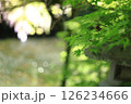 池と日陰の青紅葉 126234666