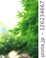 晴れの日の青紅葉 126234667