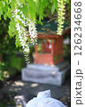 白い藤の花と神社 126234668
