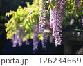 晴れの日の藤の花 126234669