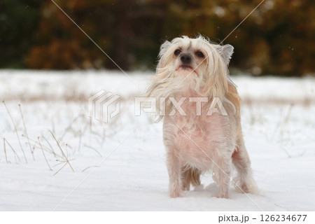 Very strange chinese crested dog in winter 126234677