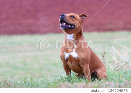 Very cute staffordshire bull terrier during spring 126234678
