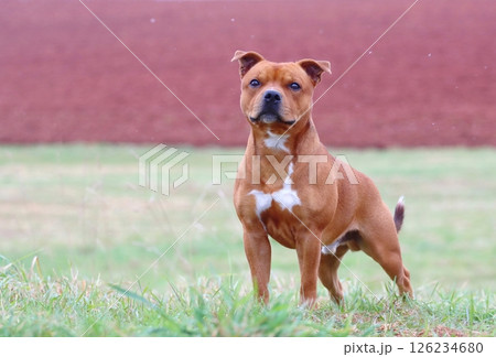 Very cute staffordshire bull terrier during spring 126234680