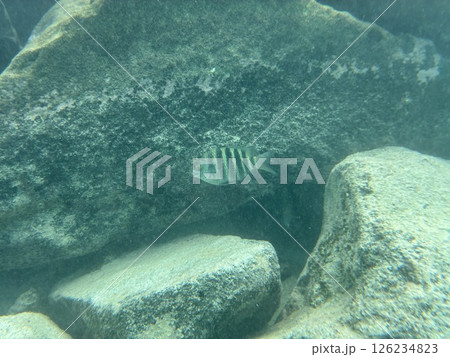 リゾート地モルディブの海中の魚 リゾート地モルディブの海中の魚 126234823