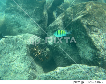 リゾート地モルディブの海中 126234827