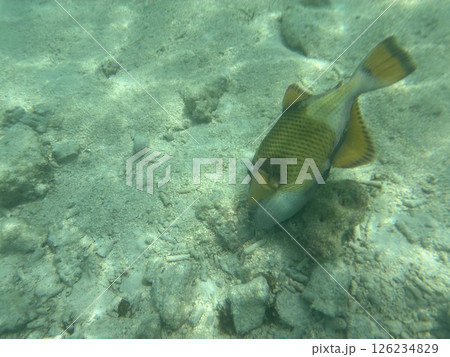 リゾート地モルディブの海中の魚リ 126234829