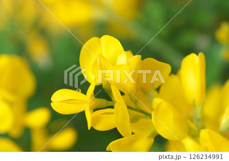 黄色いヒメエニシダ 黄色いヒメエニシダ 126234991