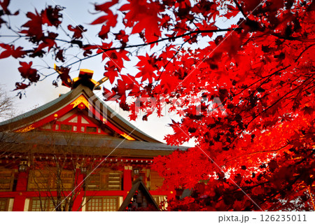 関東・紅葉の大山詣り・紅葉のライトアップに彩られた大山阿夫利神社のイメージ・神奈川県伊勢原市(11) 126235011