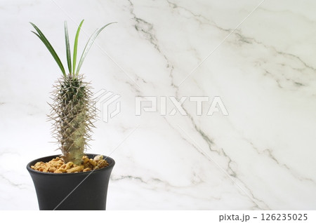 小さなラメリー 小さなラメリー 126235025