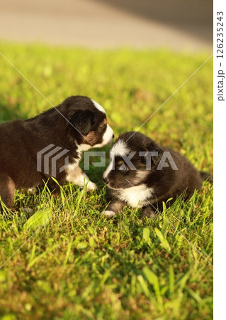 Two puppies are playing in the grass Two puppies are playing in the grass 126235243