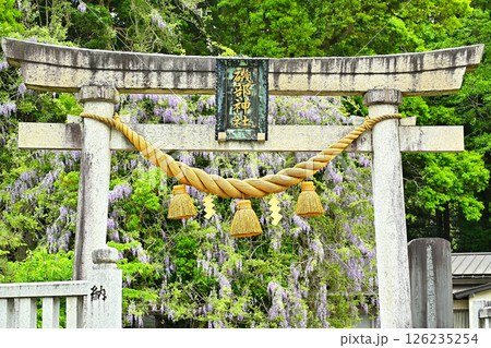 磯部神社の藤の花 富山県氷見市 磯部神社の藤の花 富山県氷見市 126235254