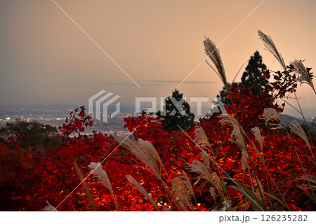関東・紅葉の大山詣り・大山阿夫利神社、ライトアップとススキ、江ノ島方面の夕景・神奈川県伊勢原市(2) 126235282