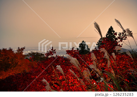 関東・紅葉の大山詣り・大山阿夫利神社、ライトアップとススキ、江ノ島方面の夕景・神奈川県伊勢原市(3) 126235283