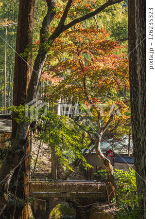 袋井市にある朝の紅葉に染まる油山寺の風景(静岡県) 袋井市にある朝の紅葉に染まる油山寺の風景(静岡県) 126235323