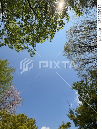 青空と木漏れ陽 青空と木漏れ陽 126235410