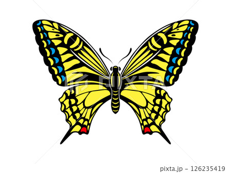 揚羽蝶 リアル 揚羽蝶 リアル 126235419