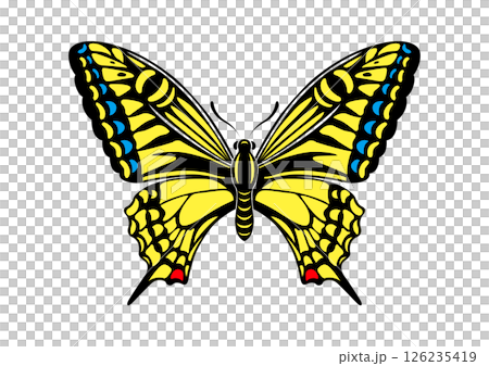 揚羽蝶 リアル 揚羽蝶 リアル 126235419
