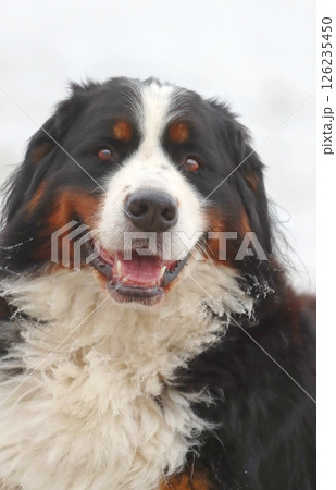 Hairy bernese mountain dog on snow 126235450