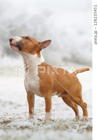 Adorable miniature bull terrier on snow 126235451