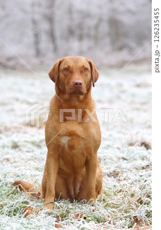 Hunting chesapeake bay retriever dog 126235455