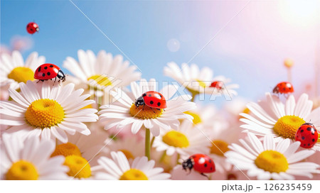 デイジーのお花の上のてんとう虫 126235459