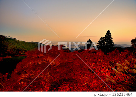 関東・紅葉の大山詣り・大山阿夫利神社、紅葉ライトアップと江ノ島方面の夕景・神奈川県伊勢原市(3) 126235464
