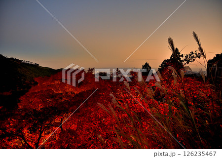 関東・紅葉の大山詣り・大山阿夫利神社、紅葉ライトアップと江ノ島方面の夕景・神奈川県伊勢原市(6) 126235467