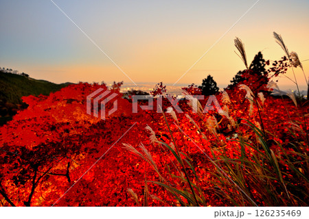 関東・紅葉の大山詣り・大山阿夫利神社、紅葉ライトアップと江ノ島方面の夕景・神奈川県伊勢原市(8) 126235469
