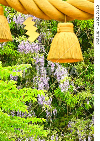 磯部神社の山藤の花 富山県氷見市 しめ縄越しに見た山藤 磯部神社の山藤の花 富山県氷見市 しめ縄越しに見た山藤 126235515
