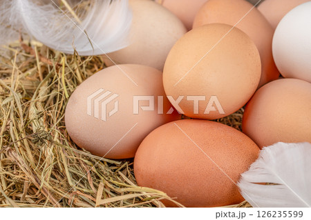 Raw Organic eggs in a nest on a straw pillow. top view Raw Organic eggs in a nest on a straw pillow. top view 126235599