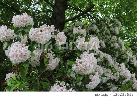 カルメニアの花 カルメニアの花 126235615