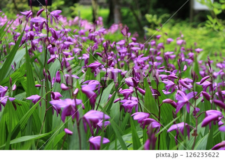 シランの花畑 126235622