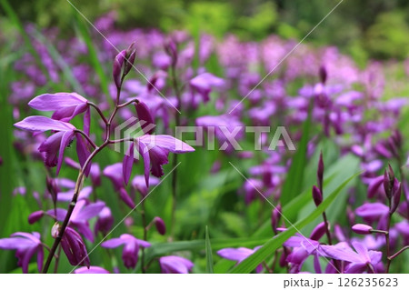 シランの花畑 126235623
