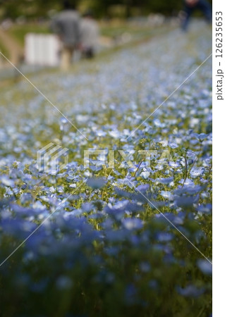 ネモフィラの花が咲き誇るシーサイドパークの風景 ネモフィラの花が咲き誇るシーサイドパークの風景 126235653