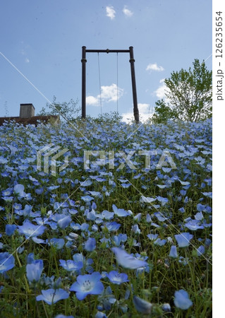 ネモフィラの花が咲き誇るシーサイドの風景 ネモフィラの花が咲き誇るシーサイドの風景 126235654