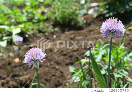 アリウム 126235789