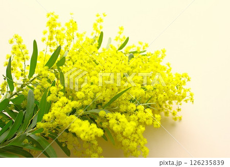 美しいミモザの花 美しいミモザの花 126235839
