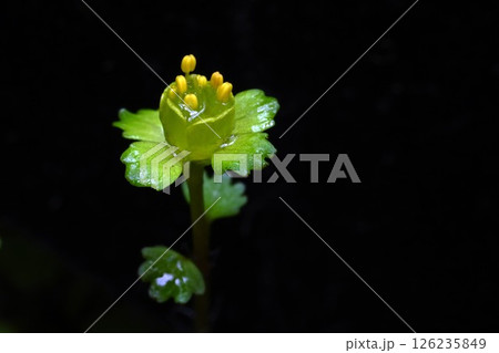 春に咲くユキノシタ科ネコノメソウ属のトウノウネコノメ 126235849