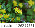 春に咲くユキノシタ科ネコノメソウ属のキバナハナネコノメ 126235851
