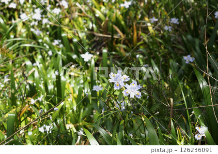 シャガ（胡蝶花）の花の群落 126236091