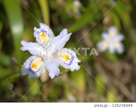 シャガ（胡蝶花）の花 126236094