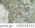 ブナの樹皮に着生する地衣類 126236112
